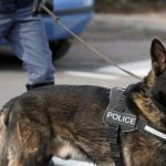 California's Controversial Push to Regulate Police Dogs Sparks Debate