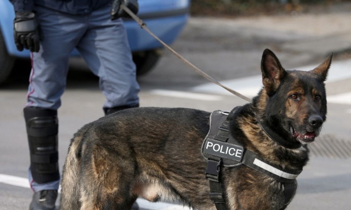California's Controversial Push to Regulate Police Dogs Sparks Debate
